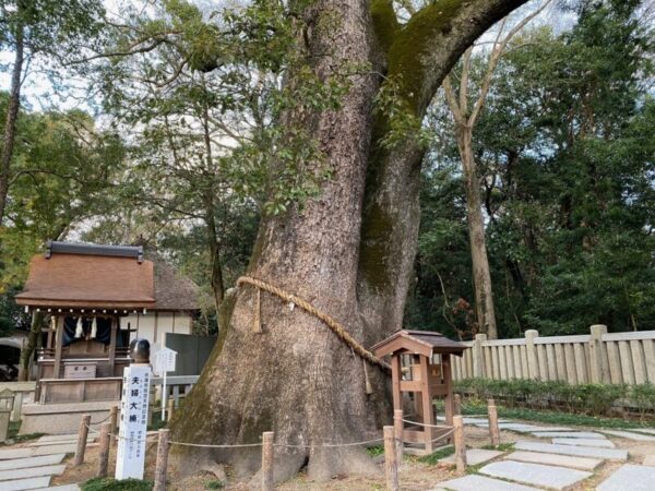 伊弉諾神宮夫婦大楠