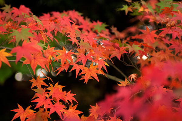 紅葉した紅葉