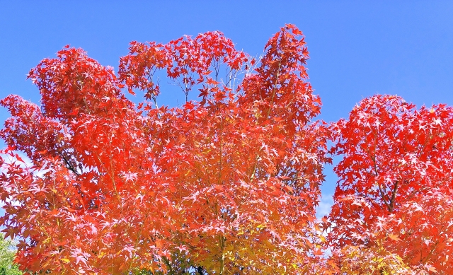 紅葉