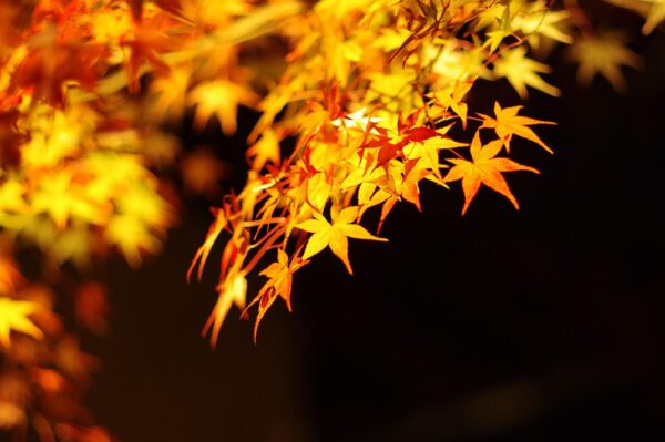 紅葉　ライトアップ