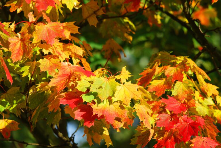 紅葉した紅葉