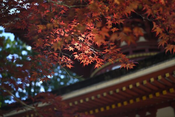 お寺と紅葉