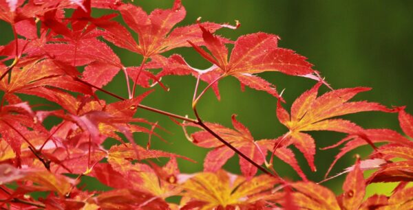 紅葉した紅葉