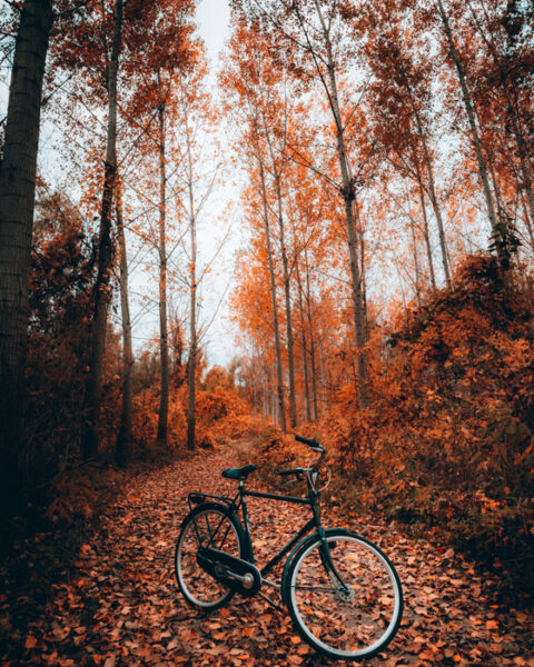 紅葉と自転車
