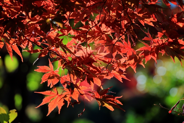 紅葉