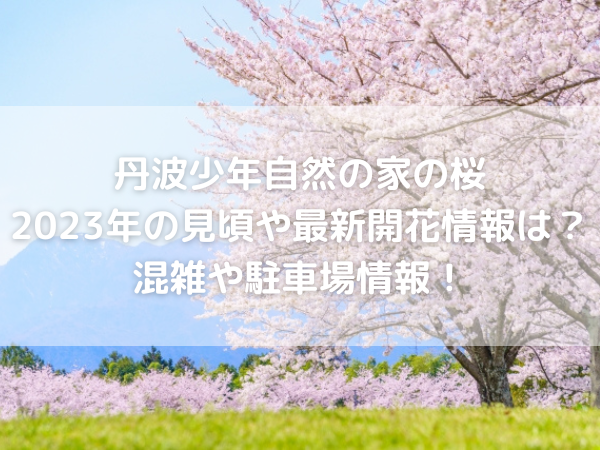 桜　花見