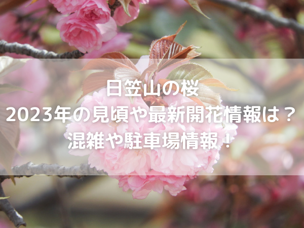 桜