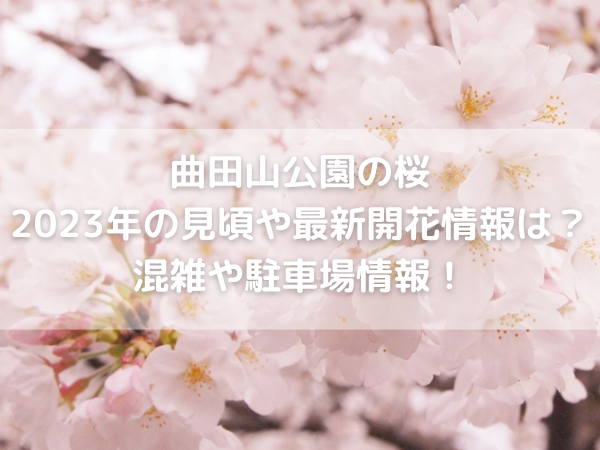 満開の桜